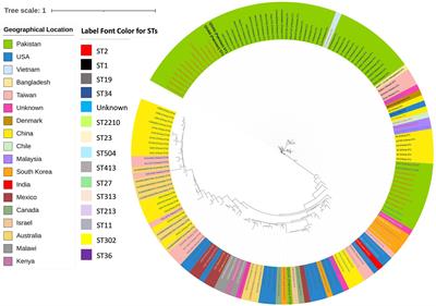 Whole-genome sequencing of multidrug resistance Salmonella Typhi clinical strains isolated from Balochistan, Pakistan